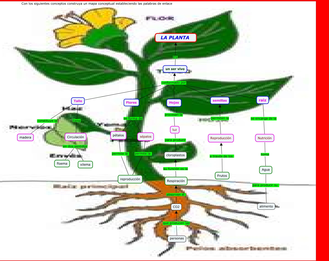 planta en presentación pp